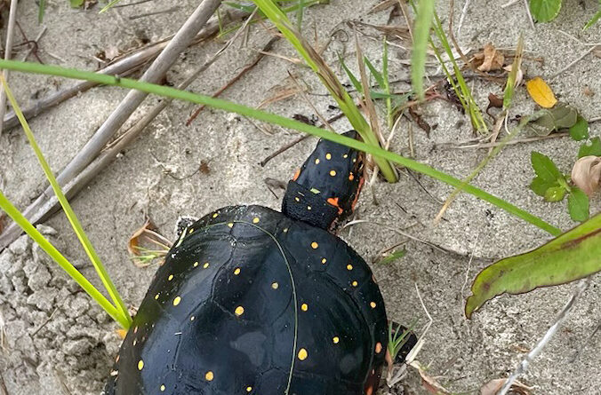 Spotted on Ocracoke: Okay, spotted turtle